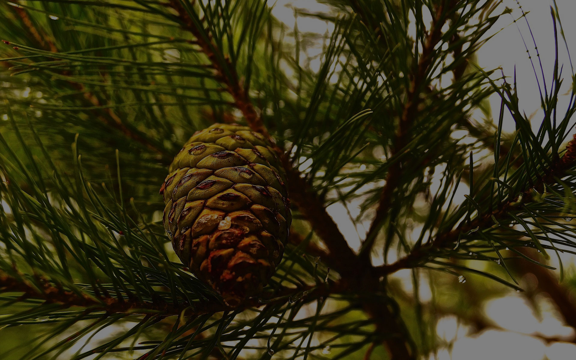 The Pine Resort